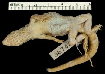Media type: image;   Herpetology R-36748 Aspect: ventral